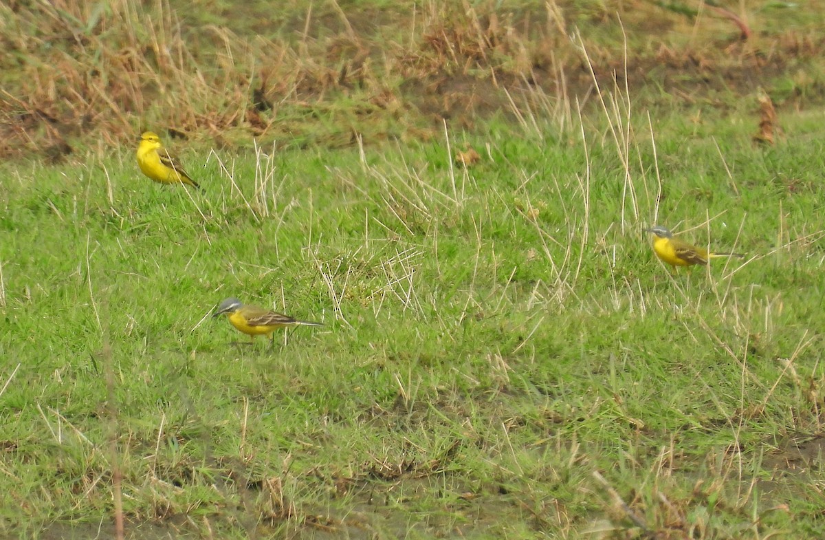 Western Yellow Wagtail - ML617670629