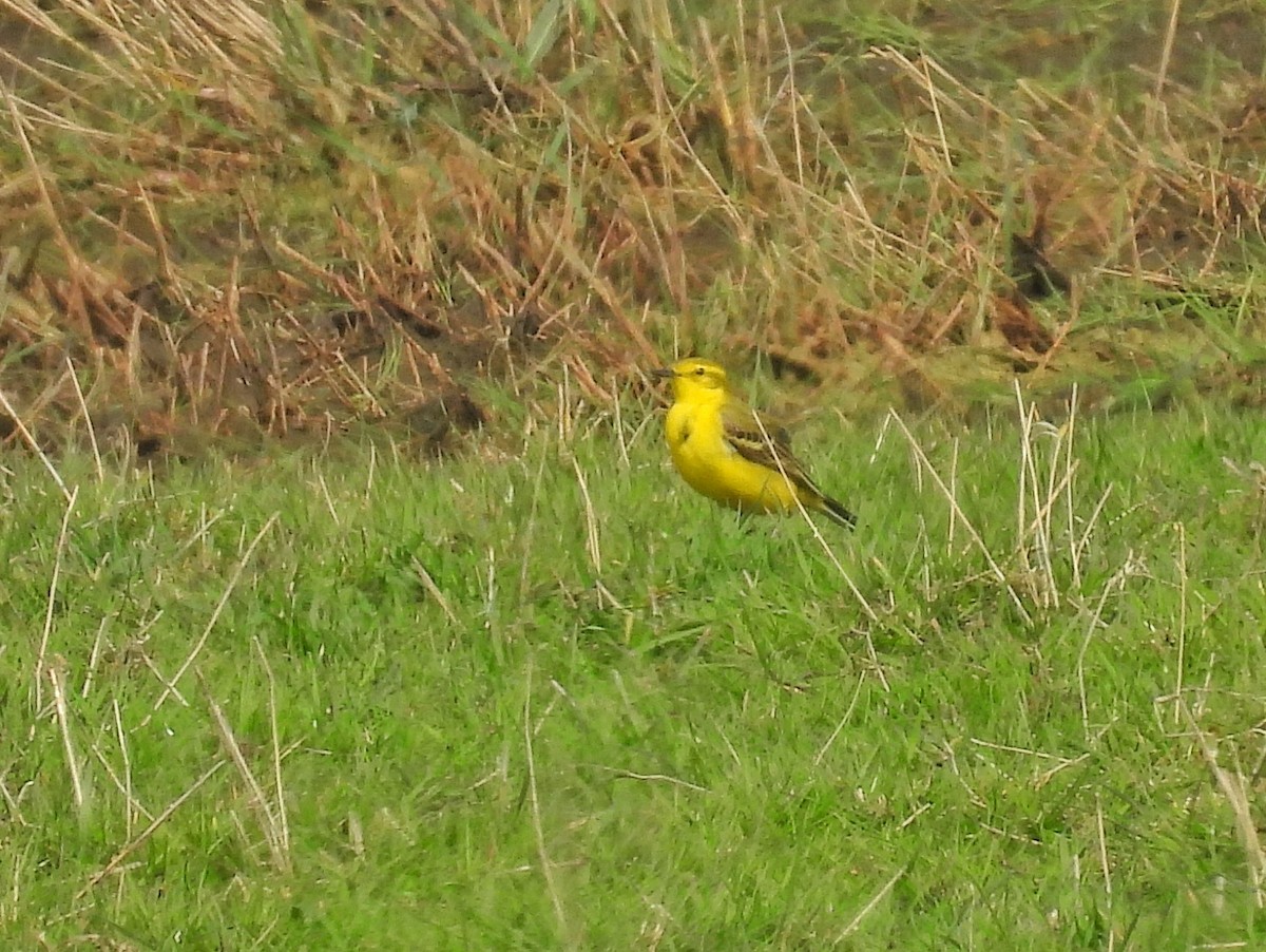 Western Yellow Wagtail - ML617670630