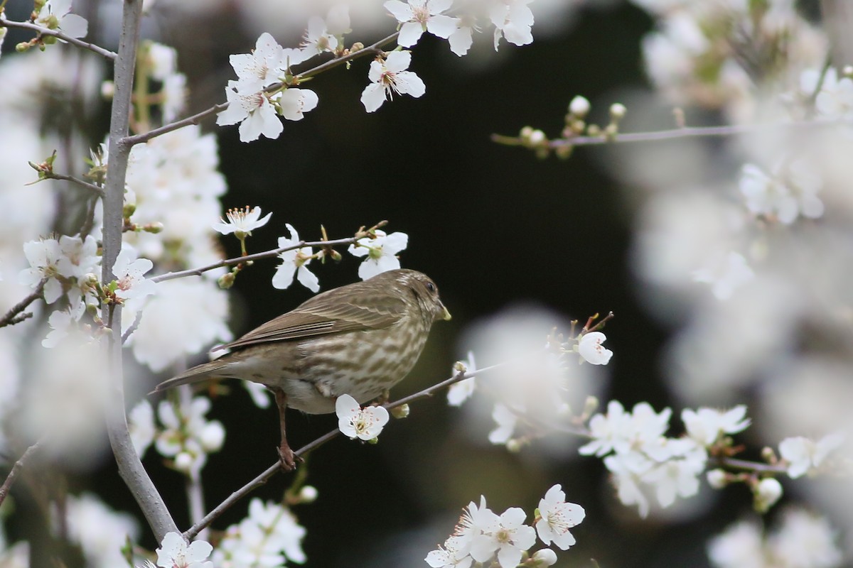 Purple Finch (Western) - ML617670633