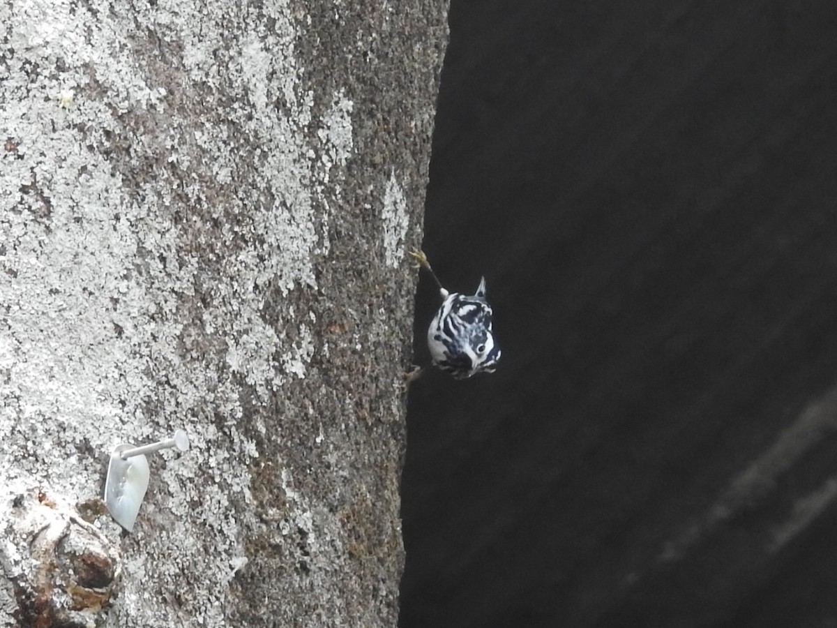 Black-and-white Warbler - ML617670638