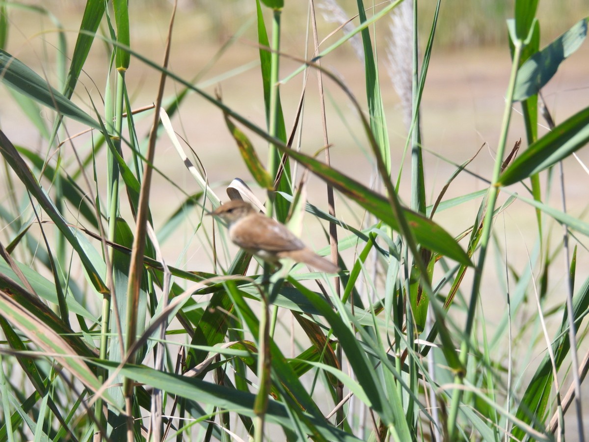 Lesser Swamp Warbler - ML617670641