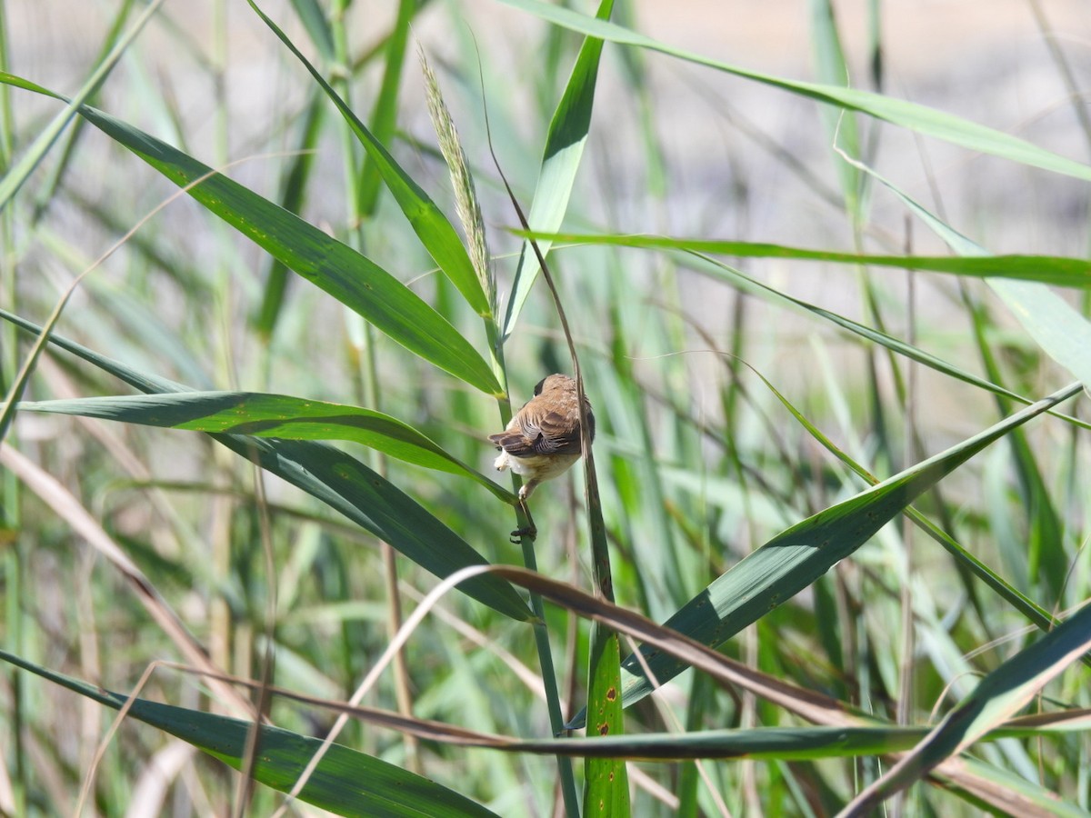 Lesser Swamp Warbler - ML617670642