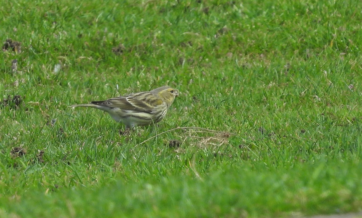 European Serin - ML617670645