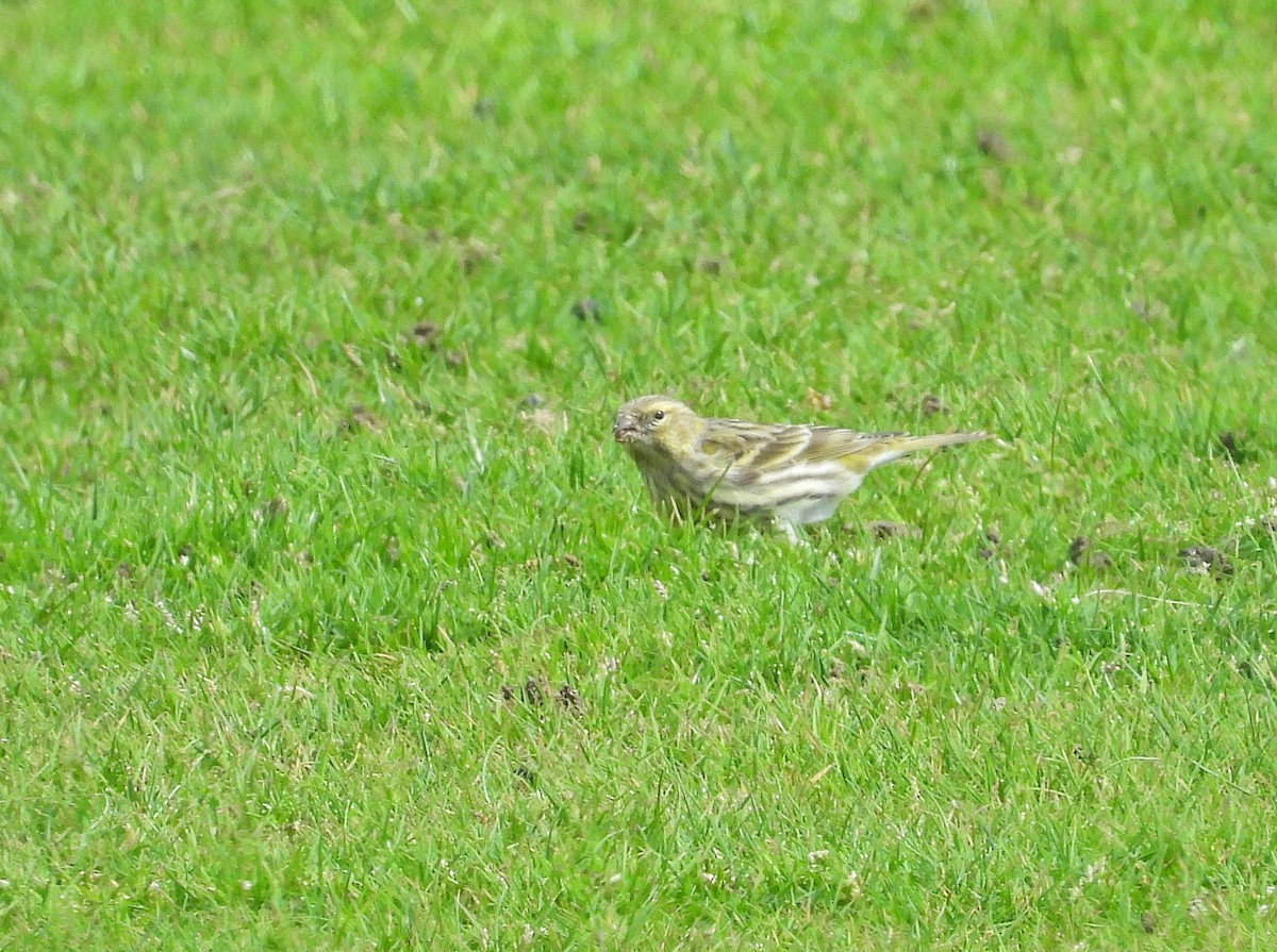 European Serin - ML617670646