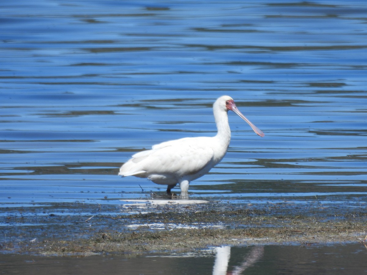 African Spoonbill - ML617670669