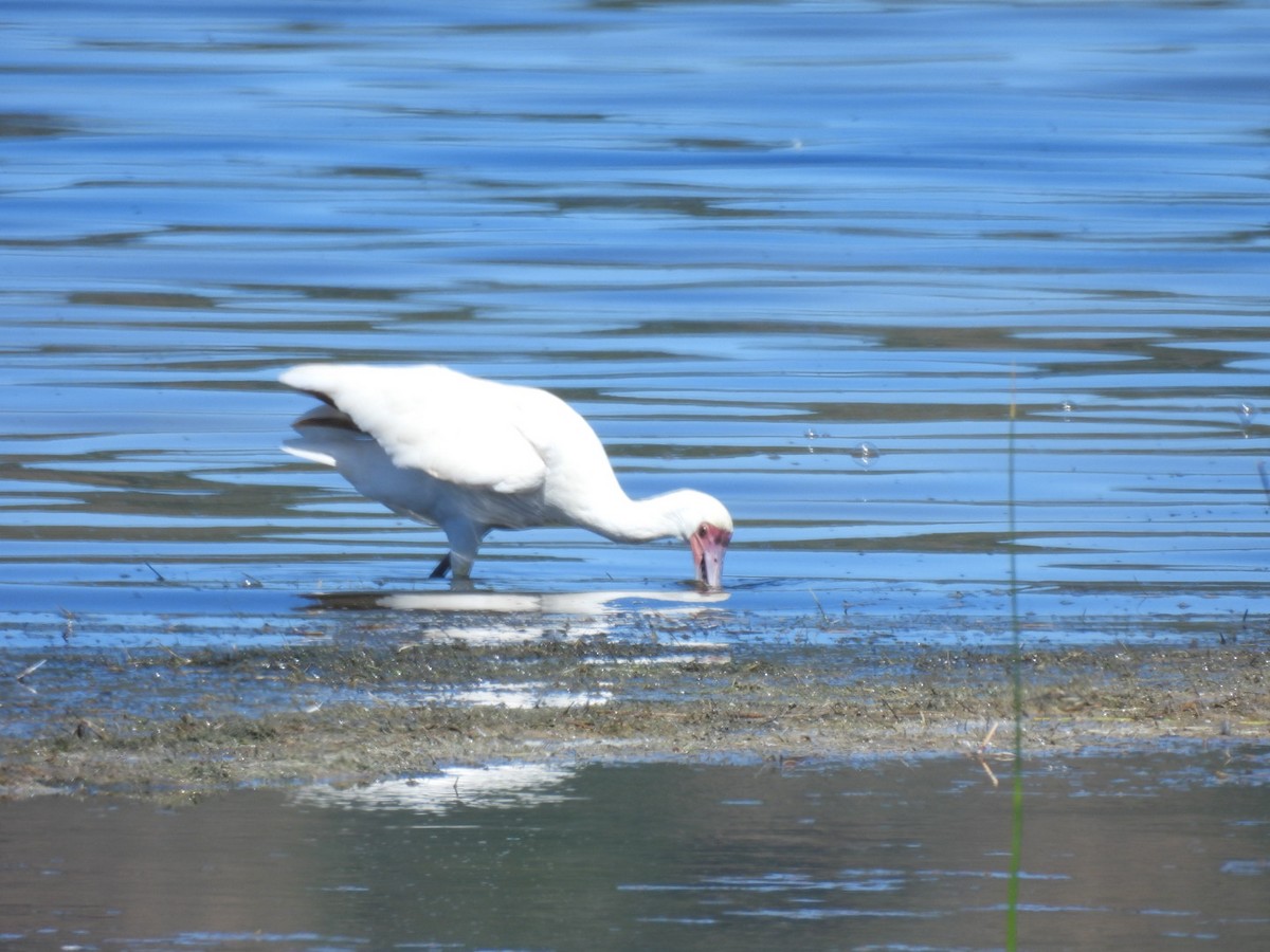 African Spoonbill - ML617670674