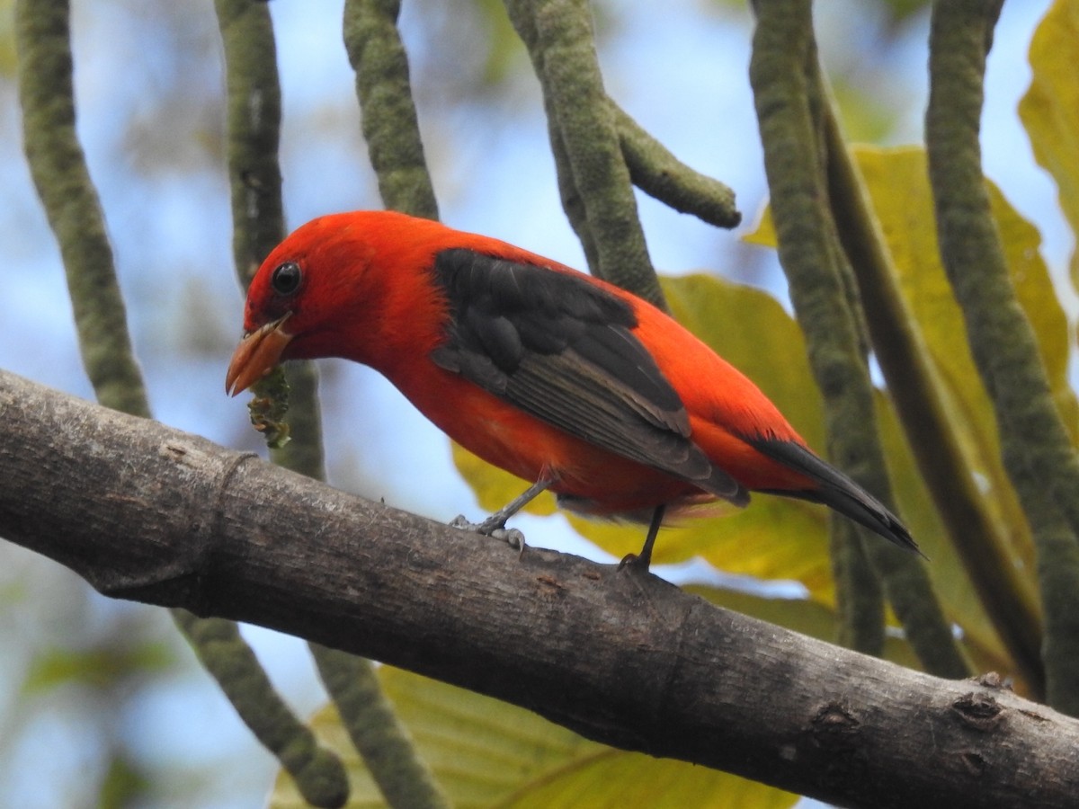 Scarlet Tanager - Daniel Garrigues