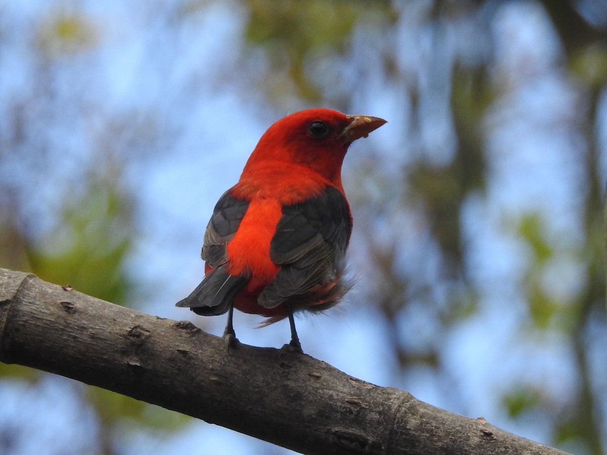 Scarlet Tanager - Daniel Garrigues