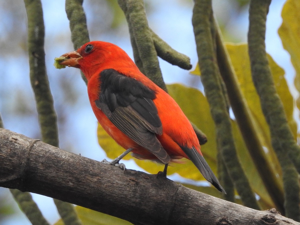 Scarlet Tanager - Daniel Garrigues