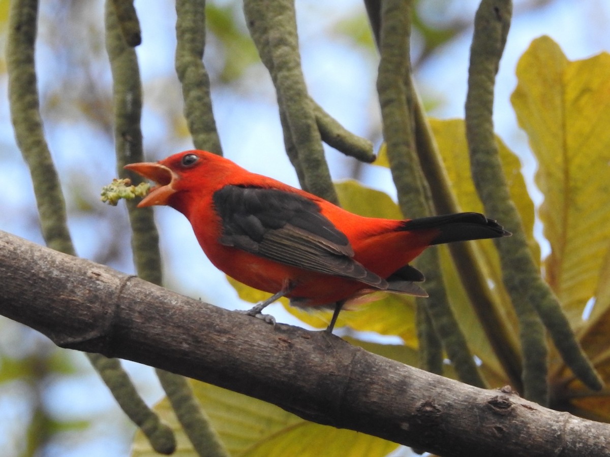 Scarlet Tanager - Daniel Garrigues