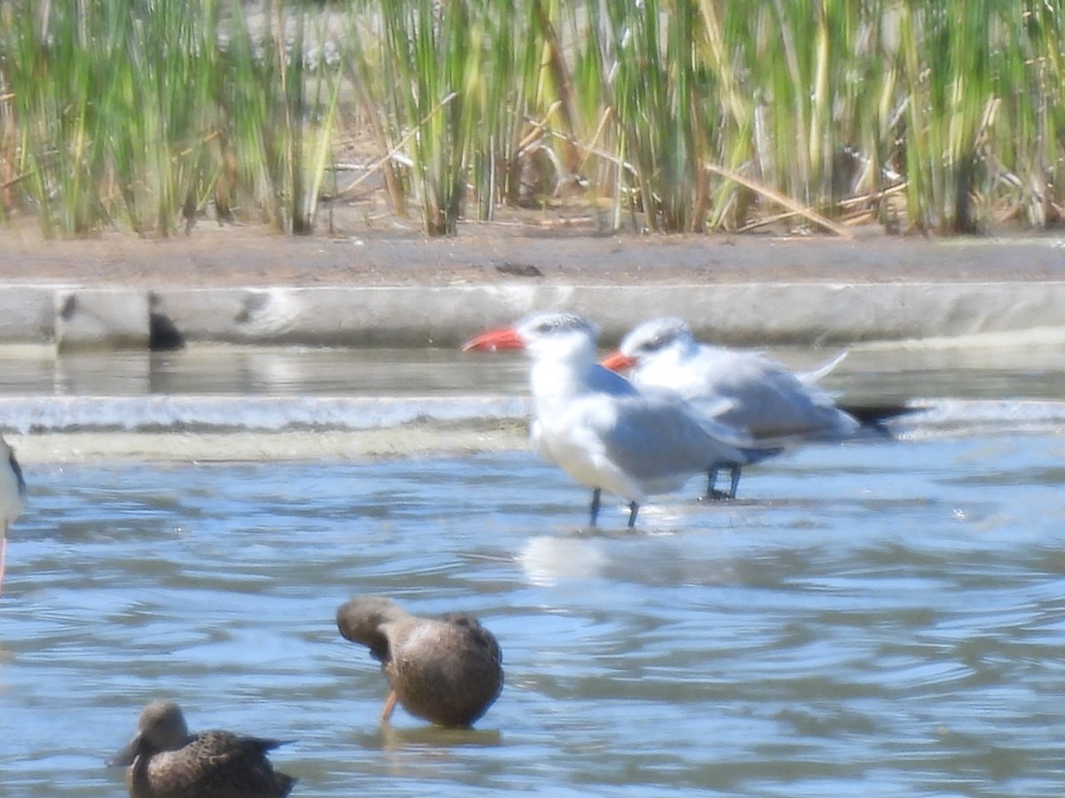 Caspian Tern - ML617670690