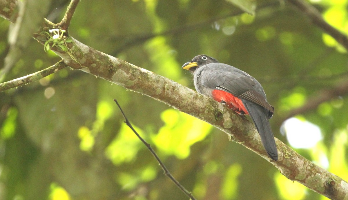 Blue-tailed Trogon - ML617670691