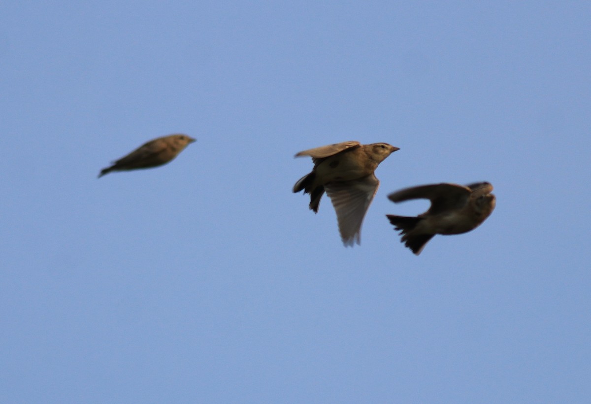 Mongolian Short-toed Lark - ML617670704