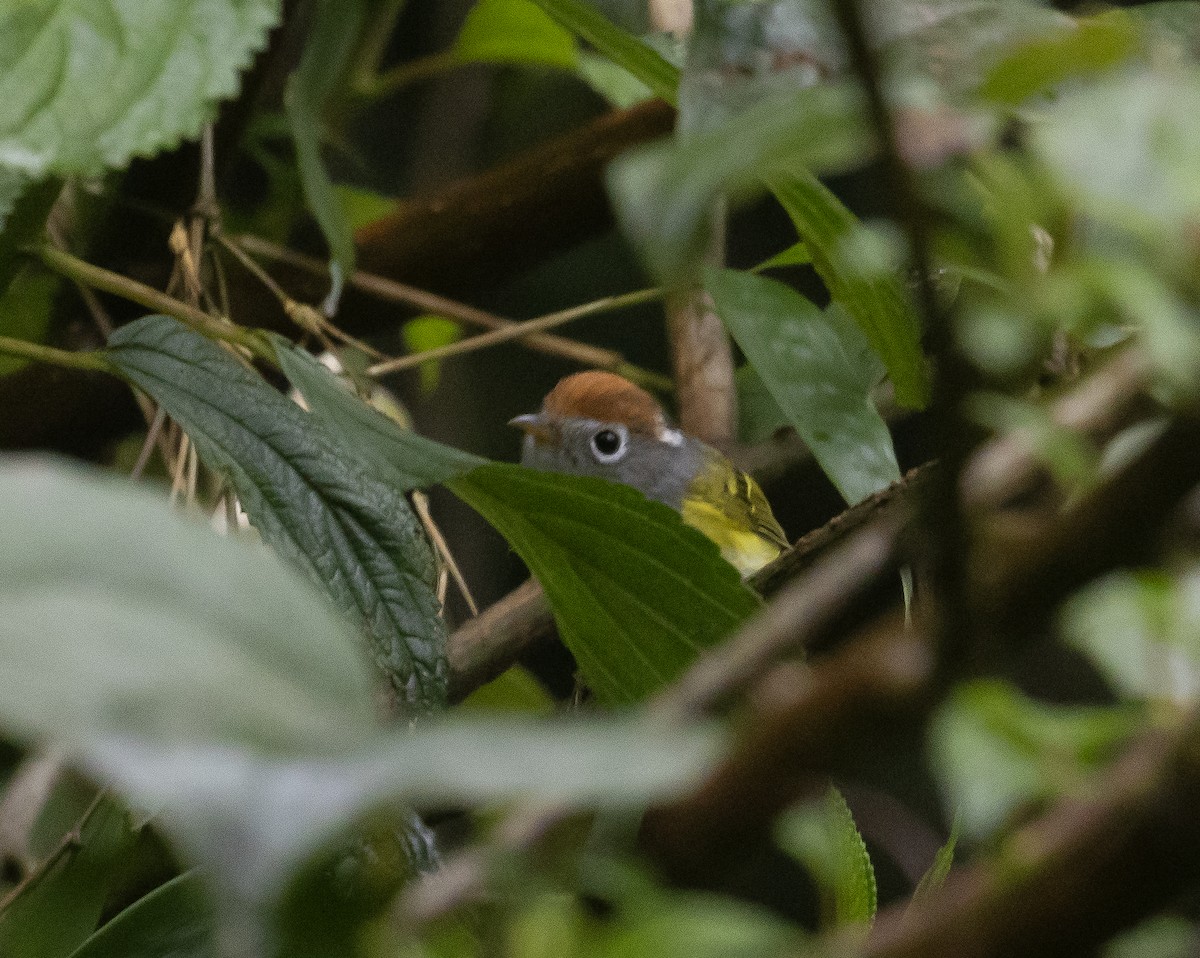 Chestnut-crowned Warbler - ML617670707