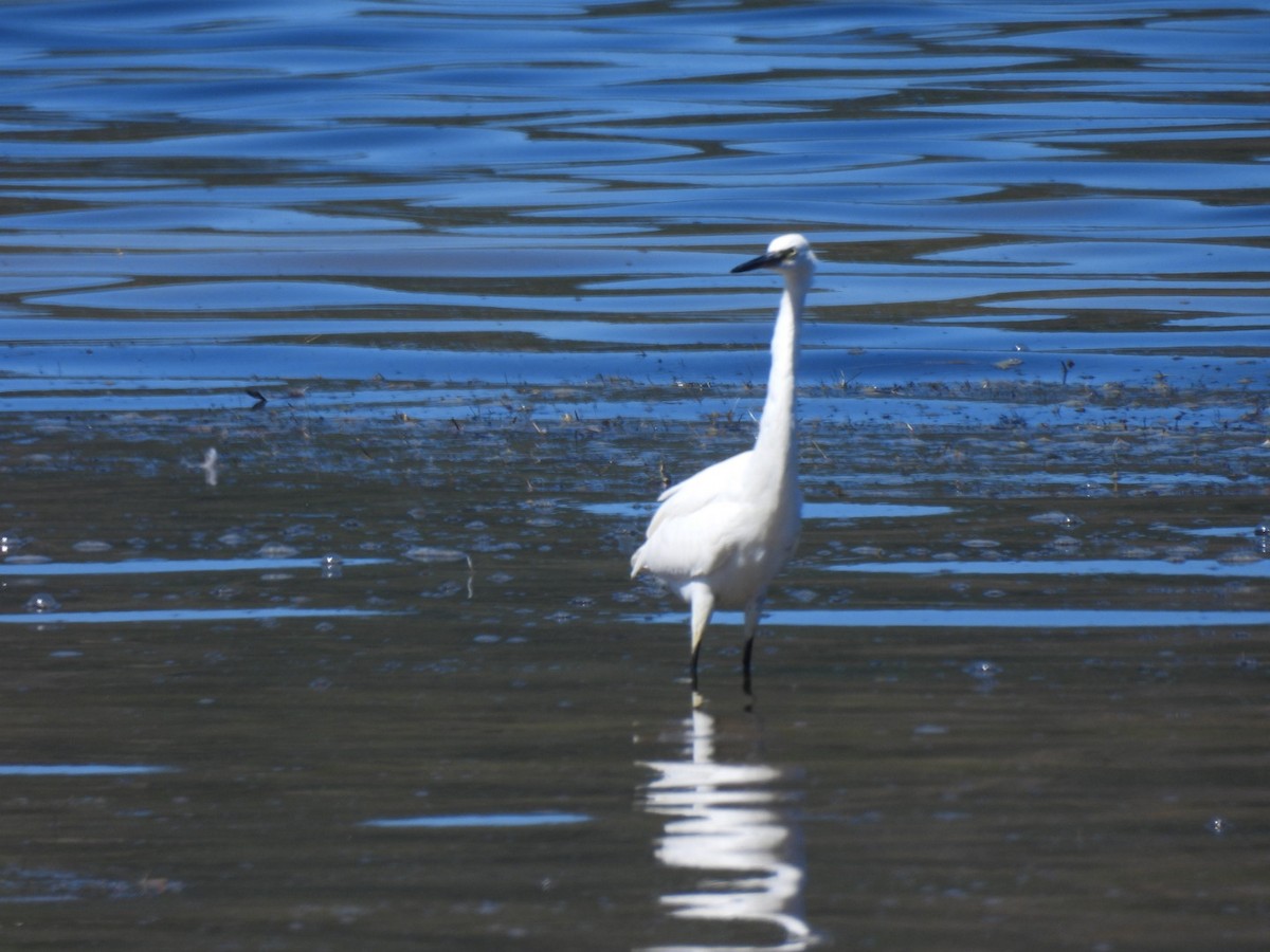 Little Egret - ML617670710