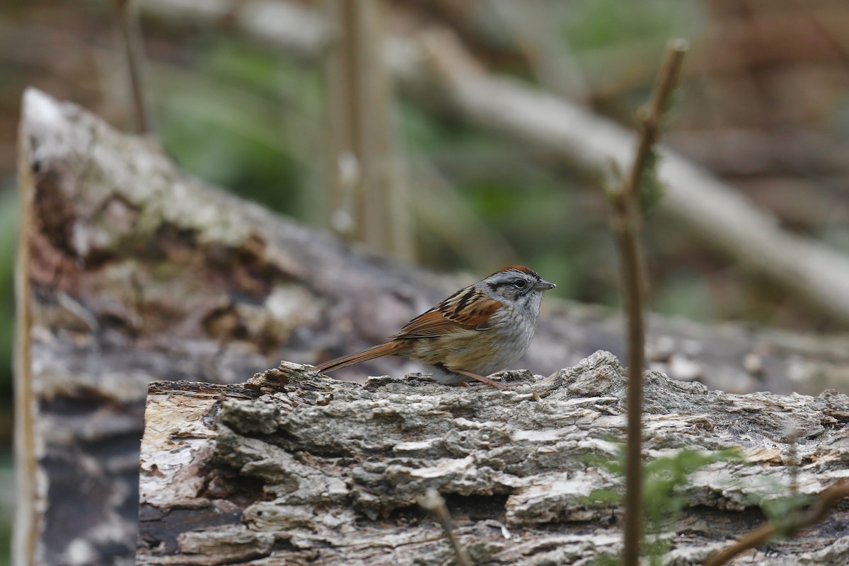 Swamp Sparrow - ML617670712
