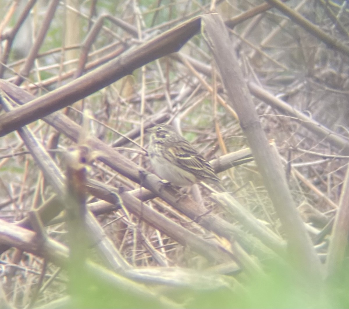 Vesper Sparrow - ML617670715