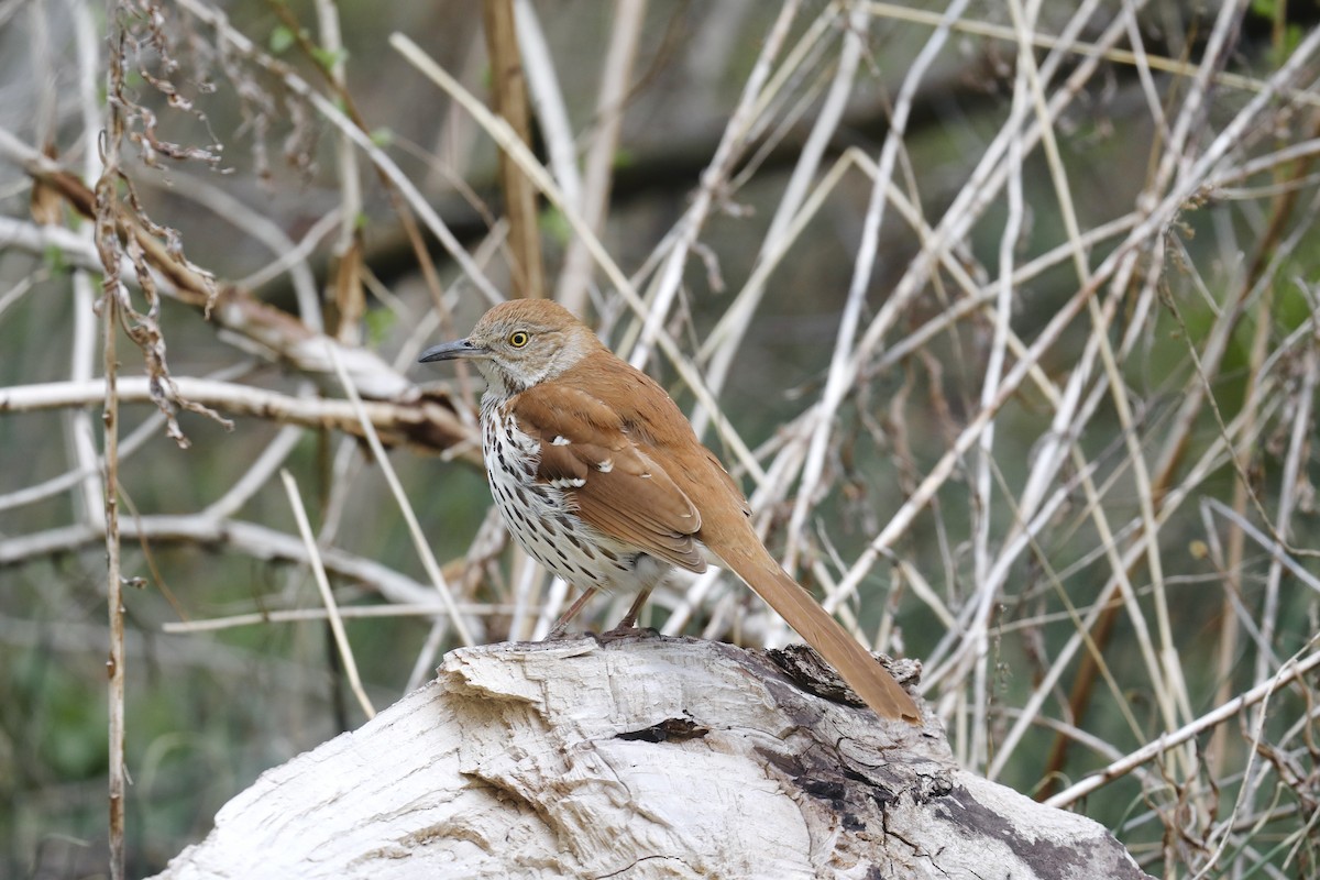 Brown Thrasher - ML617670721