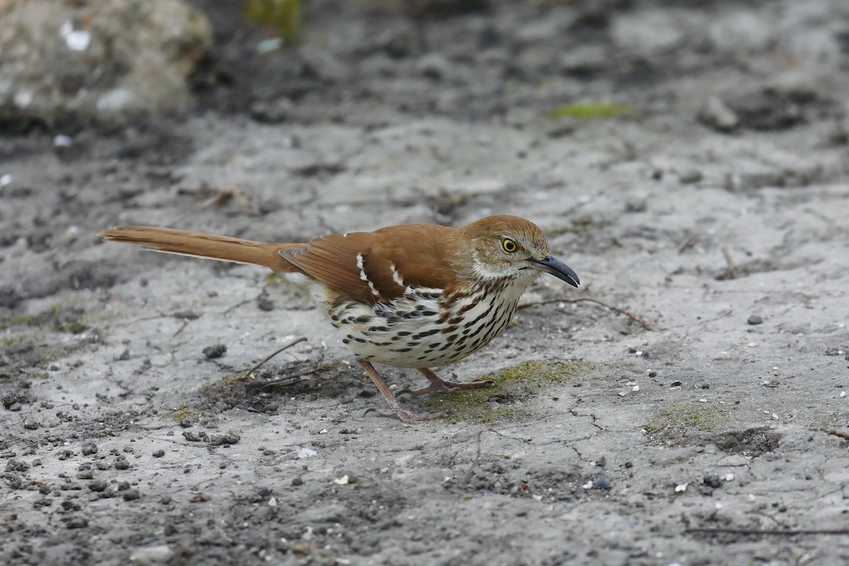 Brown Thrasher - ML617670727