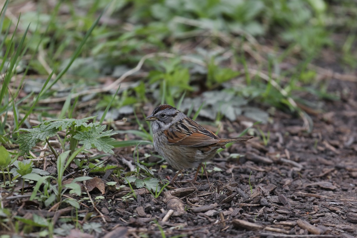 Swamp Sparrow - ML617670732
