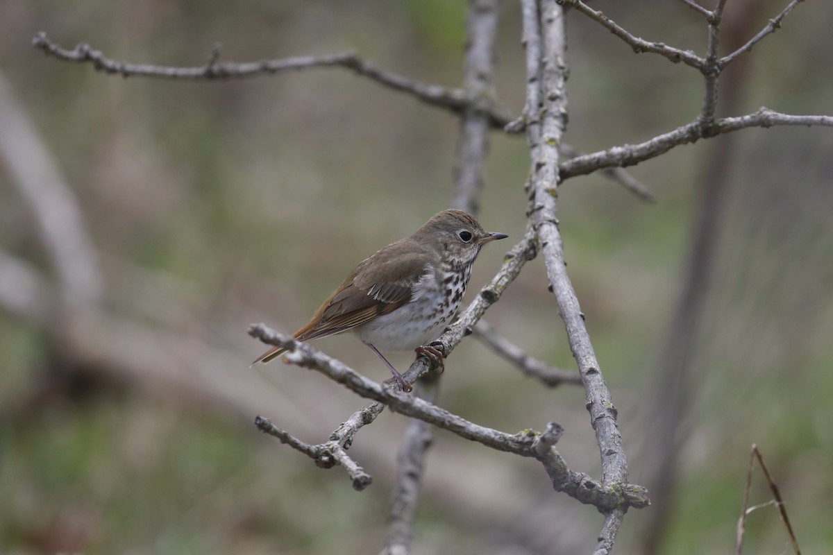 Tordo di Pallas - ML617670740