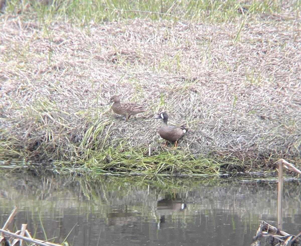 Blue-winged Teal - ML617670742