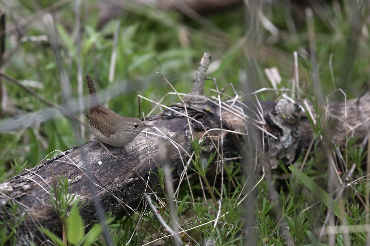 Northern House Wren - ML617670746