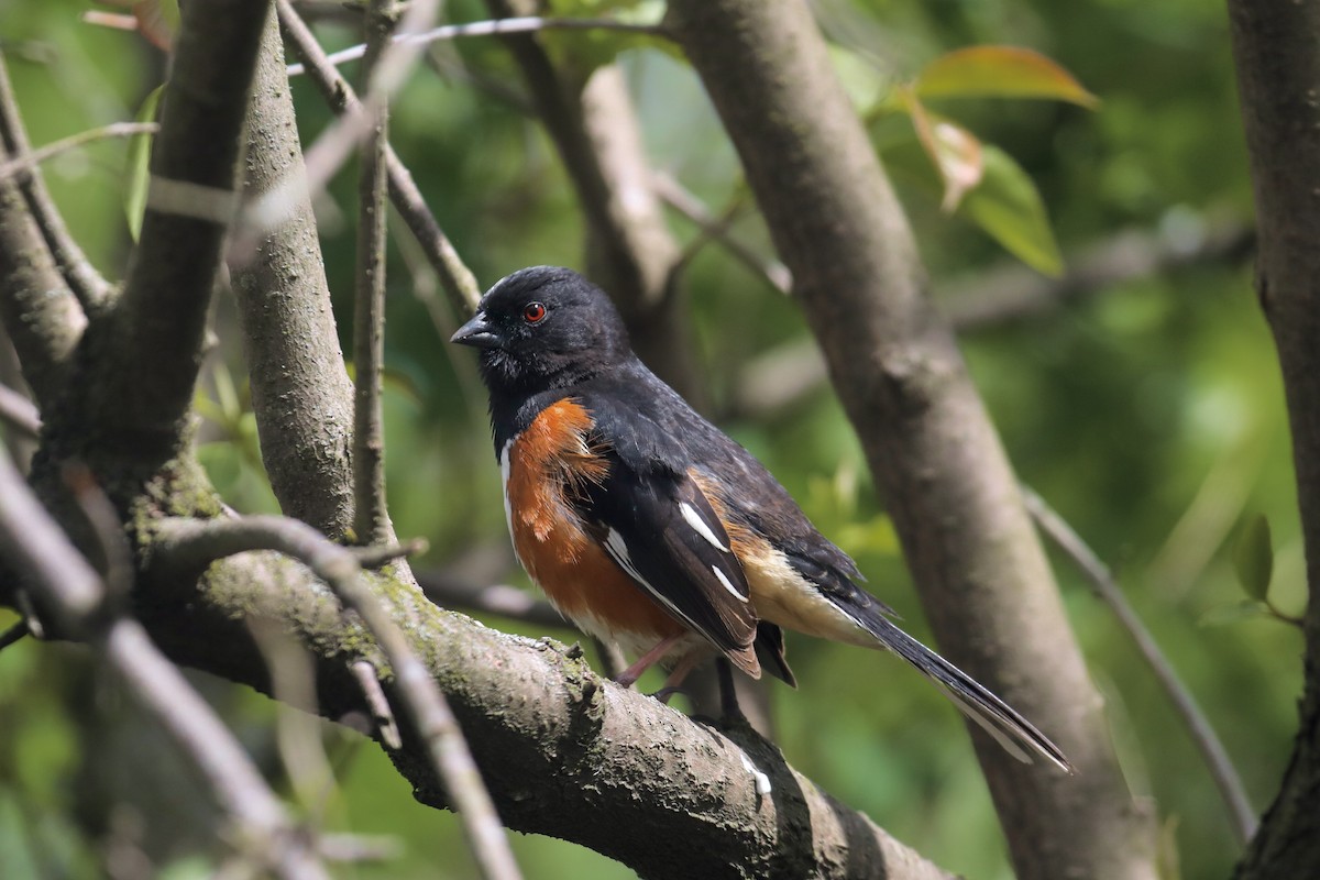 Eastern Towhee - ML617670759