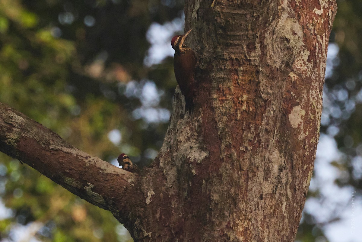 Fire-bellied Woodpecker - ML617670766