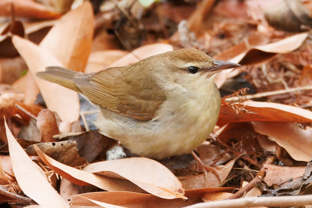 Swainson's Warbler - ML617670827