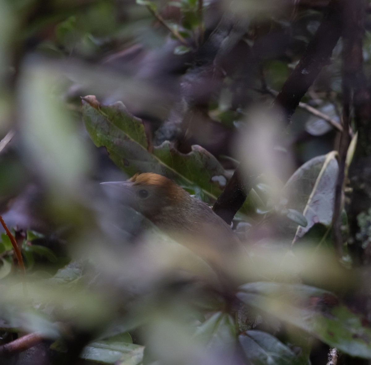 Rufous-capped Babbler - Adhirup Ghosh