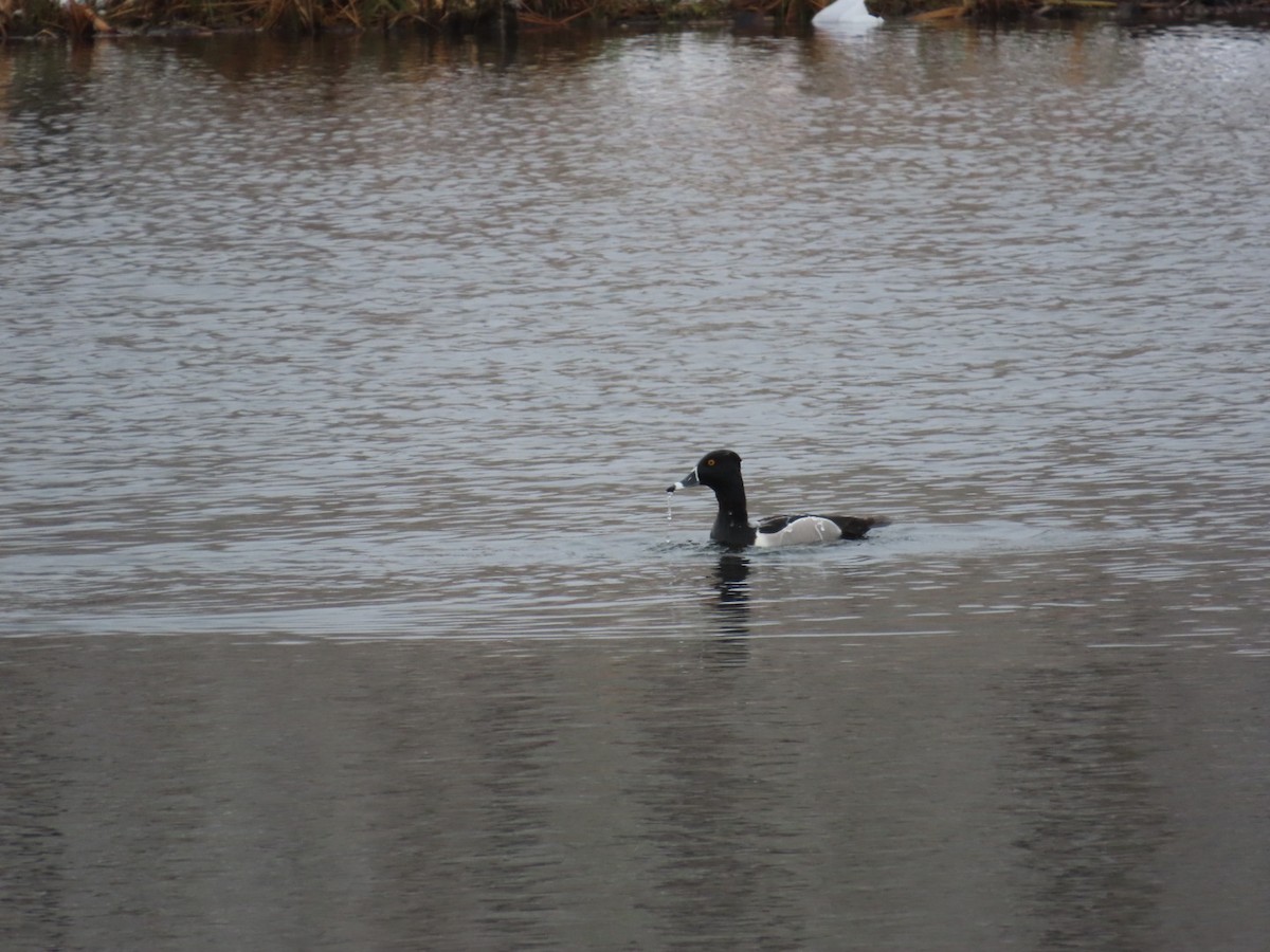 Ring-necked Duck - ML617670852