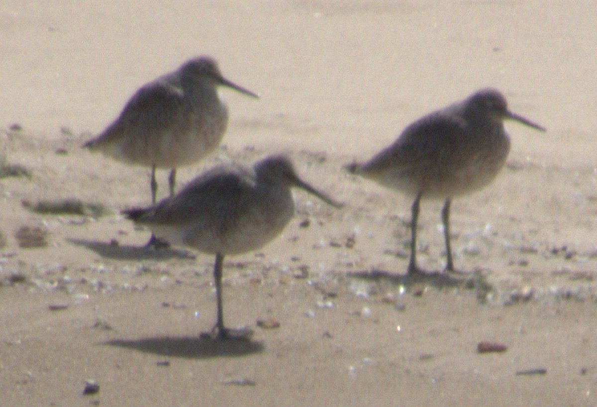Willet - ML617670856