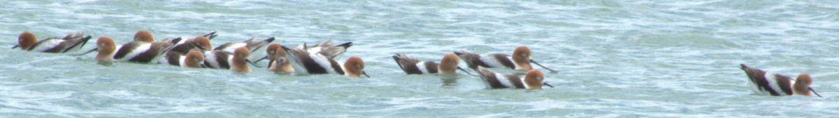 American Avocet - ML617670872