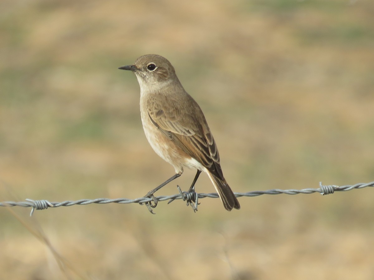Sickle-winged Chat - ML617670878