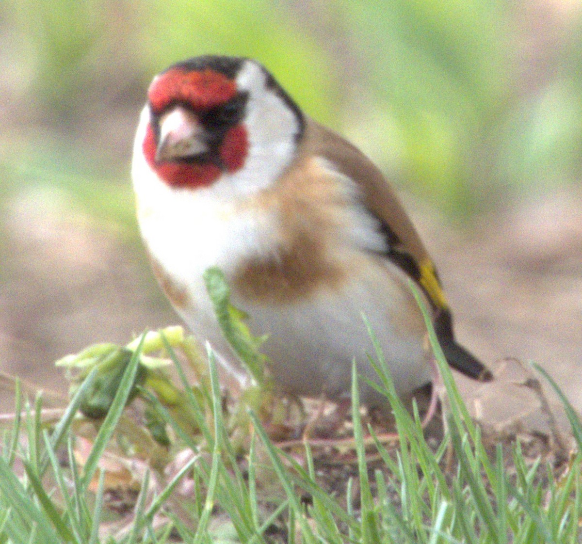 European Goldfinch - ML617670886
