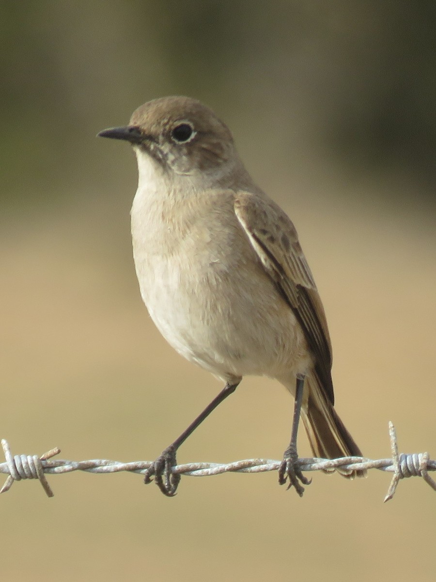 Sickle-winged Chat - ML617670900