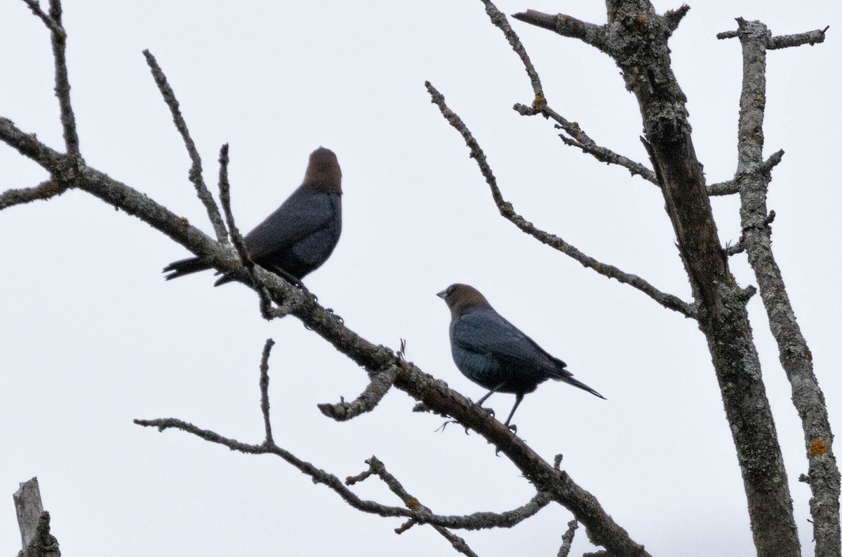 Brown-headed Cowbird - ML617670941