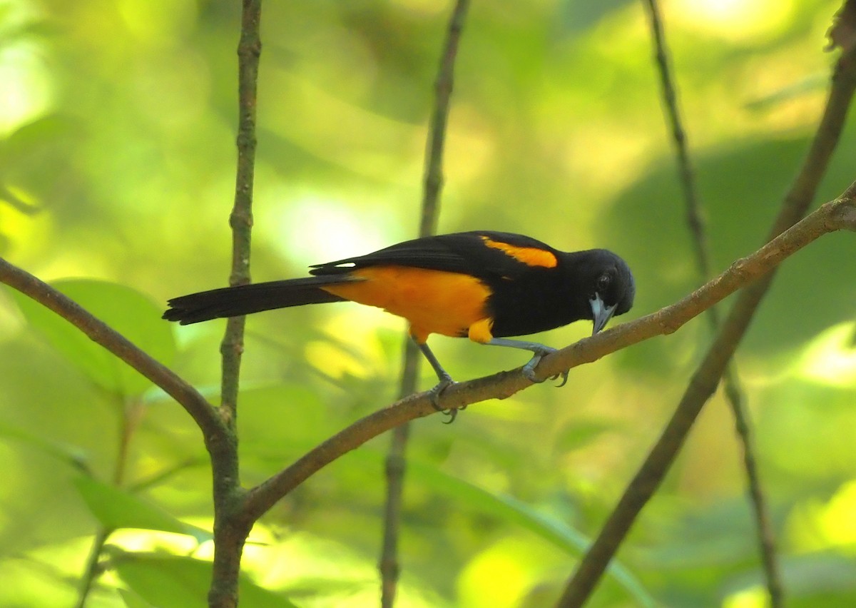 St. Lucia Oriole - ML617670962