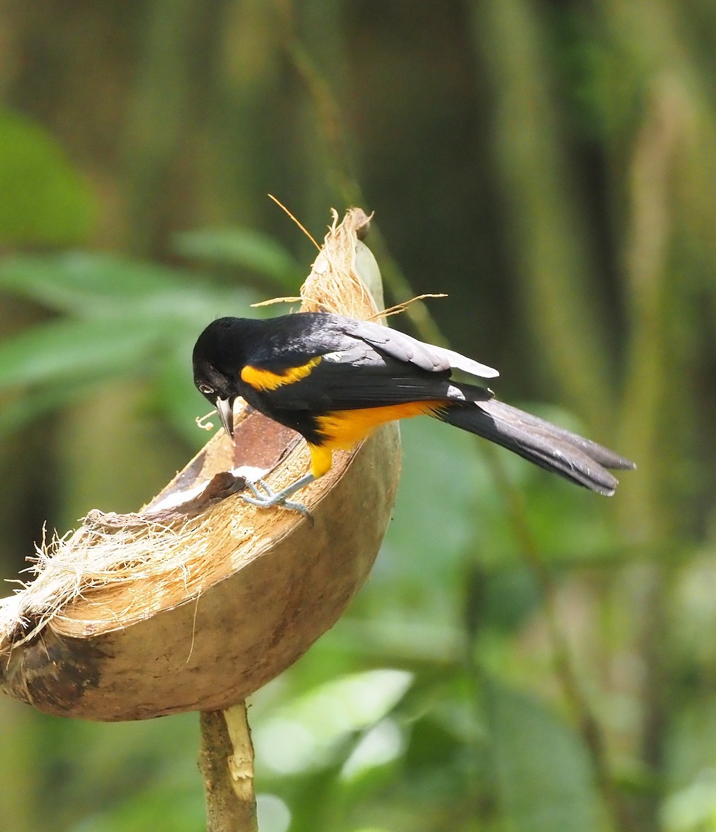 St. Lucia Oriole - Rosario Douglas