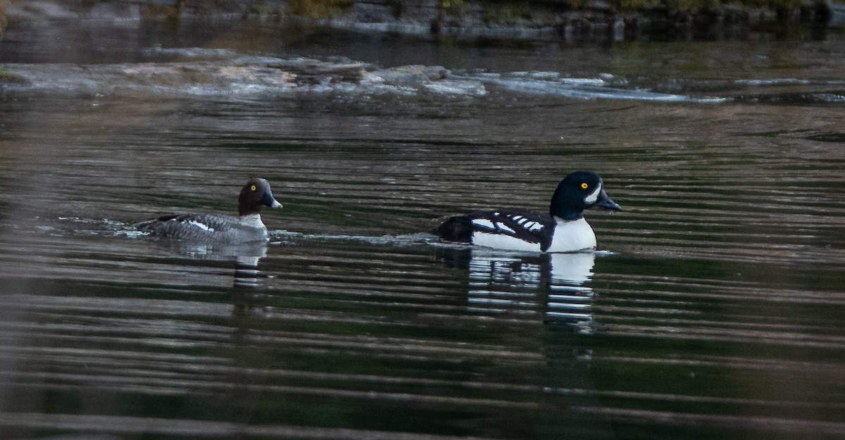 Barrow's Goldeneye - bj worth