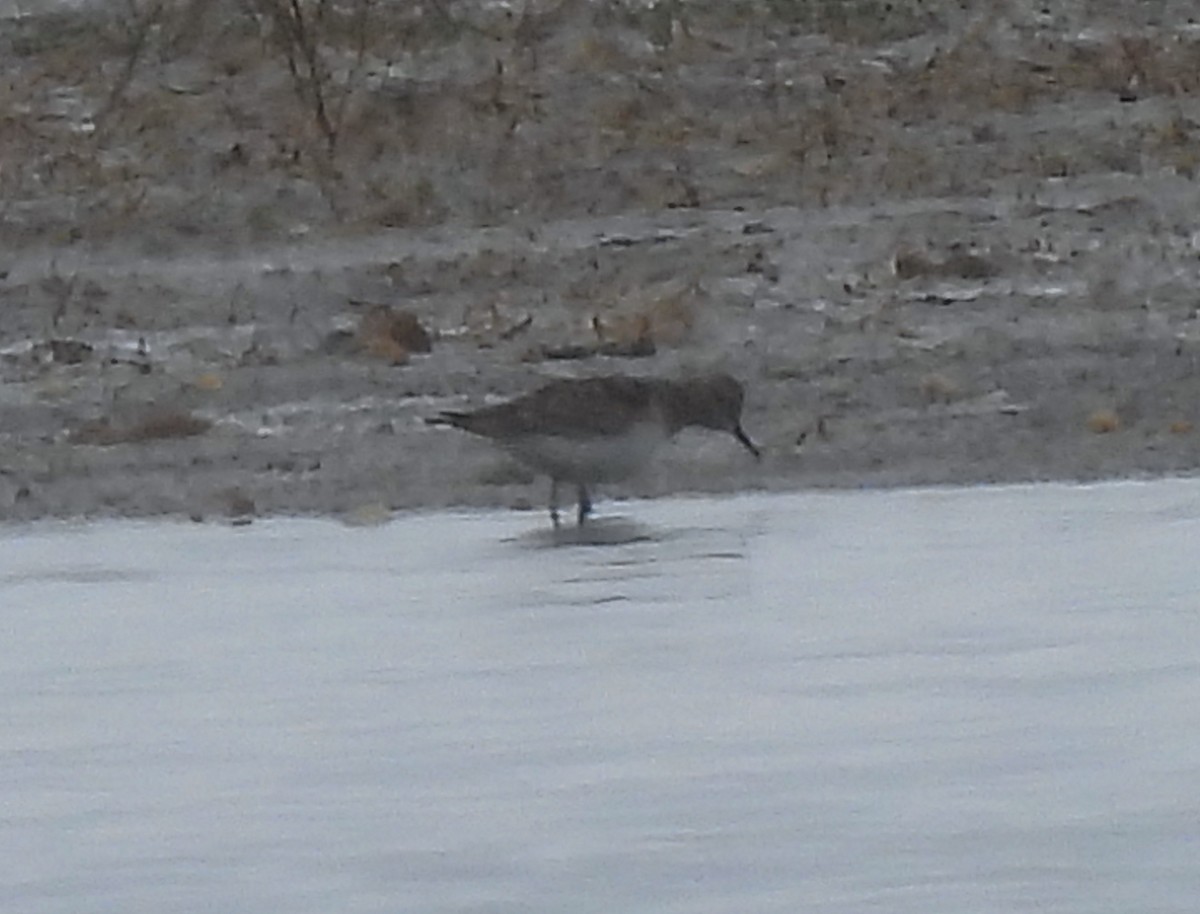 Baird's Sandpiper - ML617670980