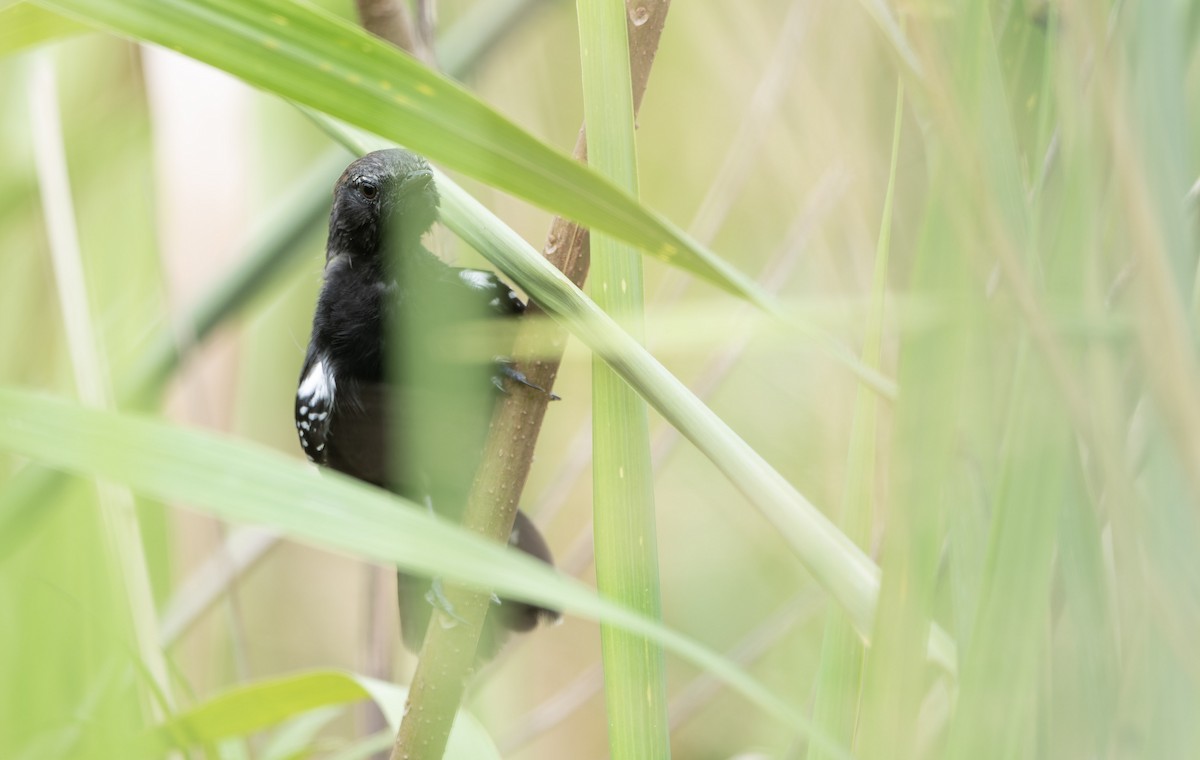 Marsh Antwren (Sao Paulo) - ML617670982