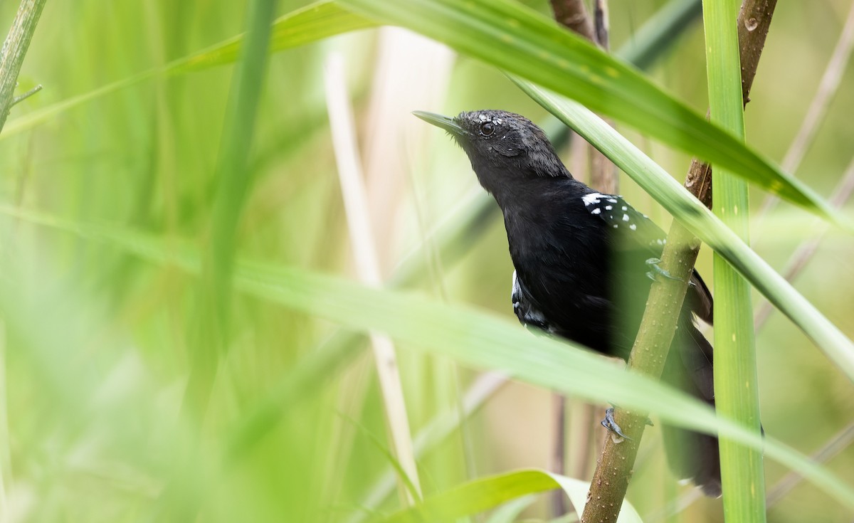 Marsh Antwren (Sao Paulo) - ML617670983