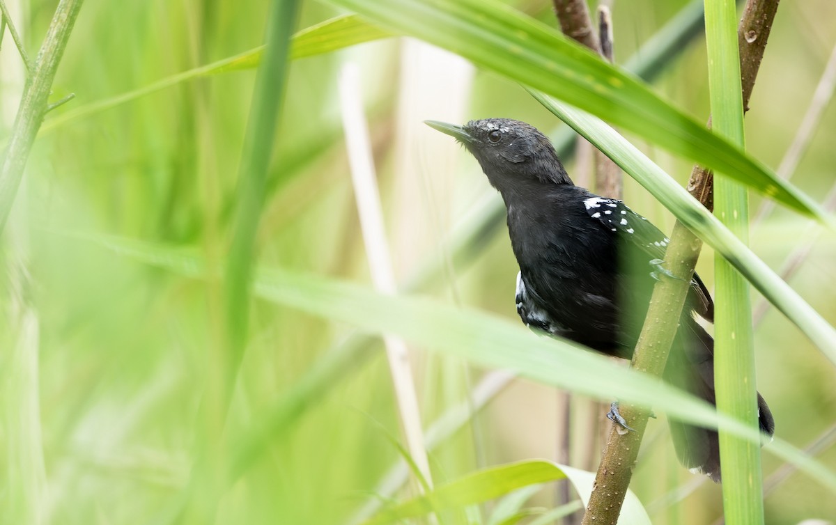 Marsh Antwren (Sao Paulo) - ML617670984