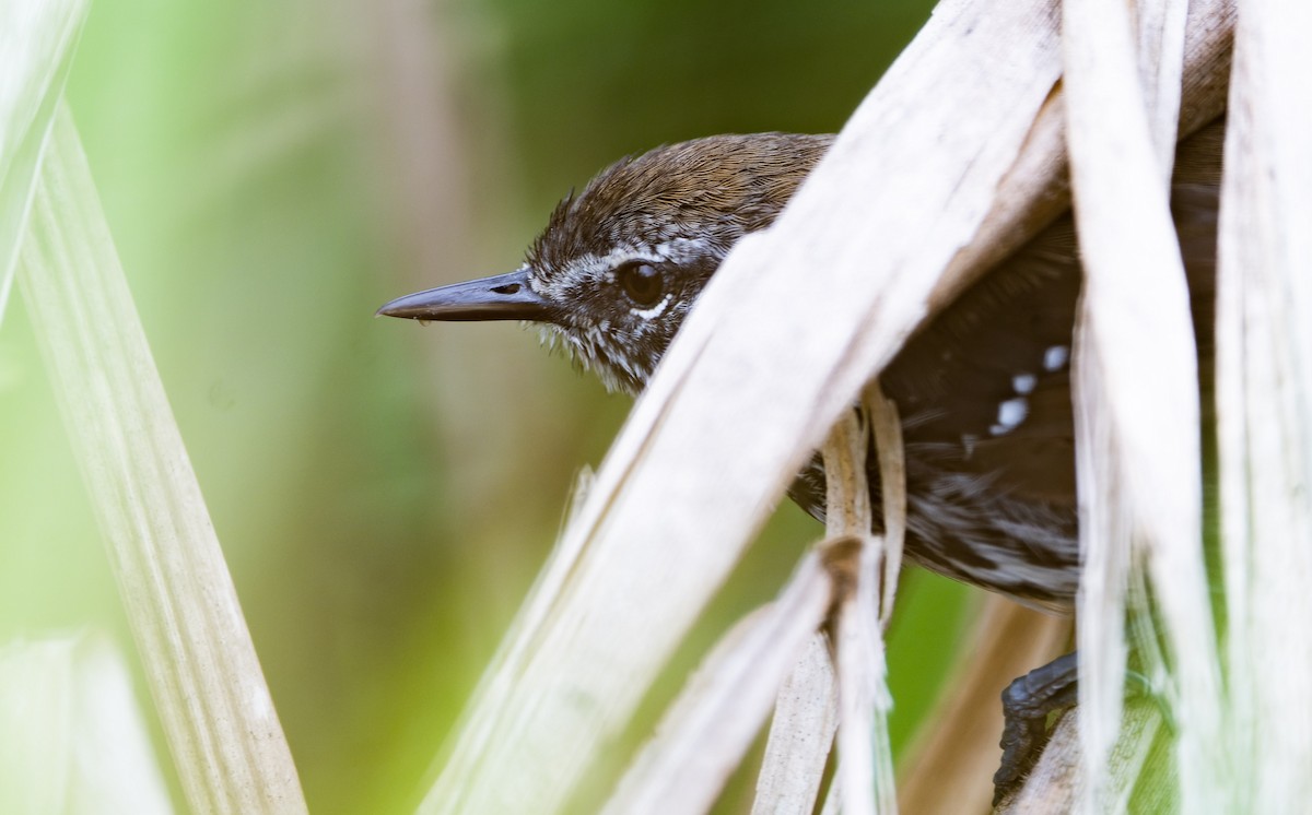 Marsh Antwren (Sao Paulo) - ML617670985