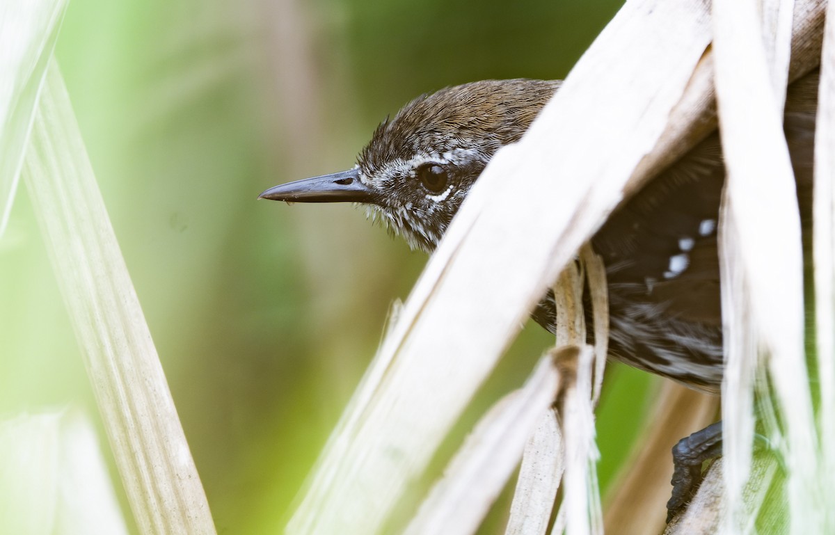 Marsh Antwren (Sao Paulo) - ML617670986