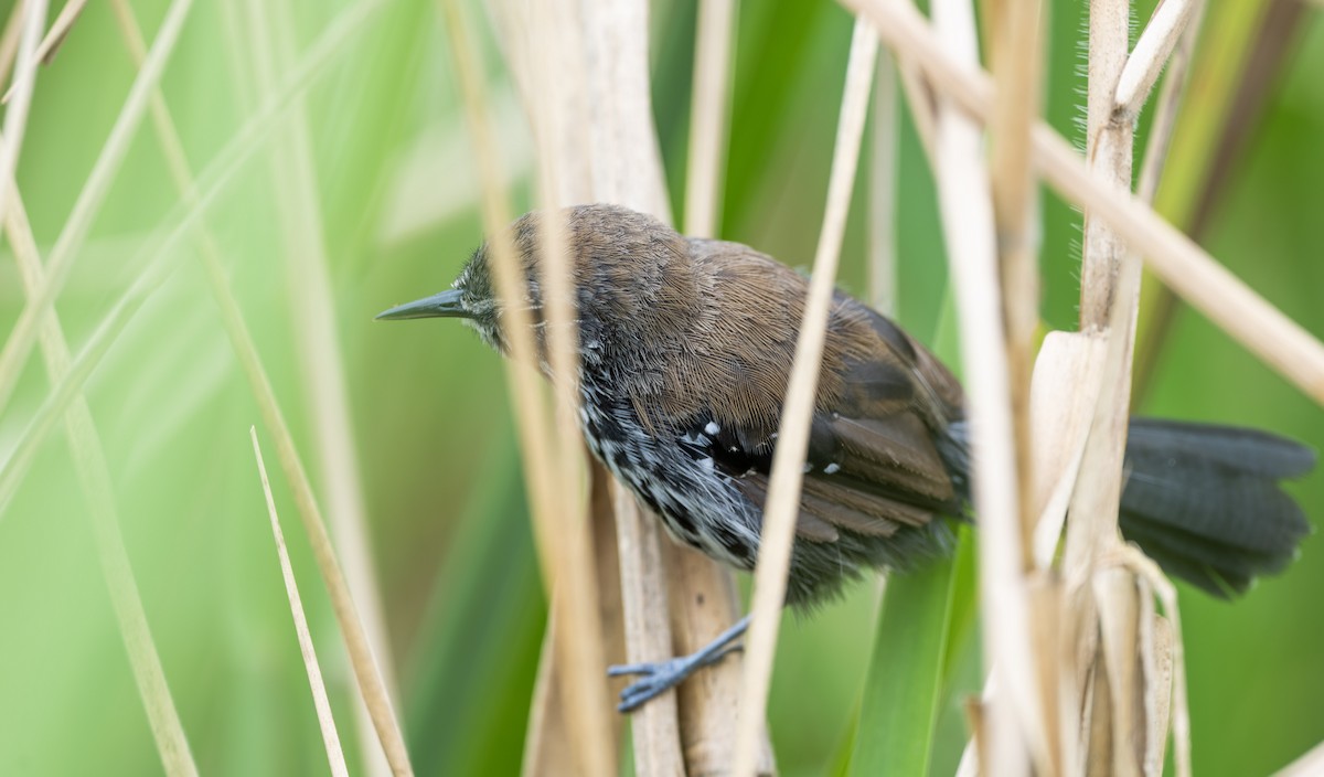 Marsh Antwren (Sao Paulo) - ML617670987