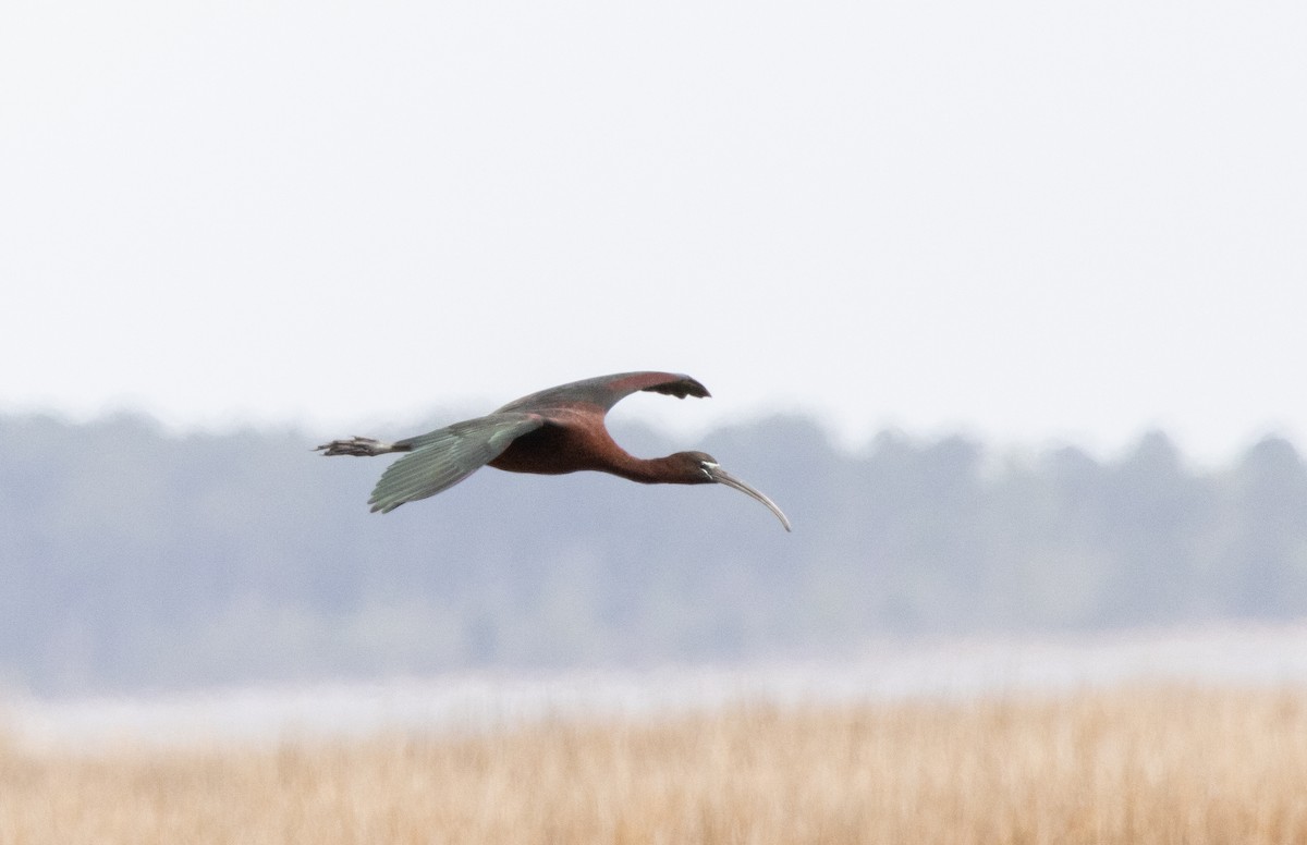 Glossy Ibis - ML617670989