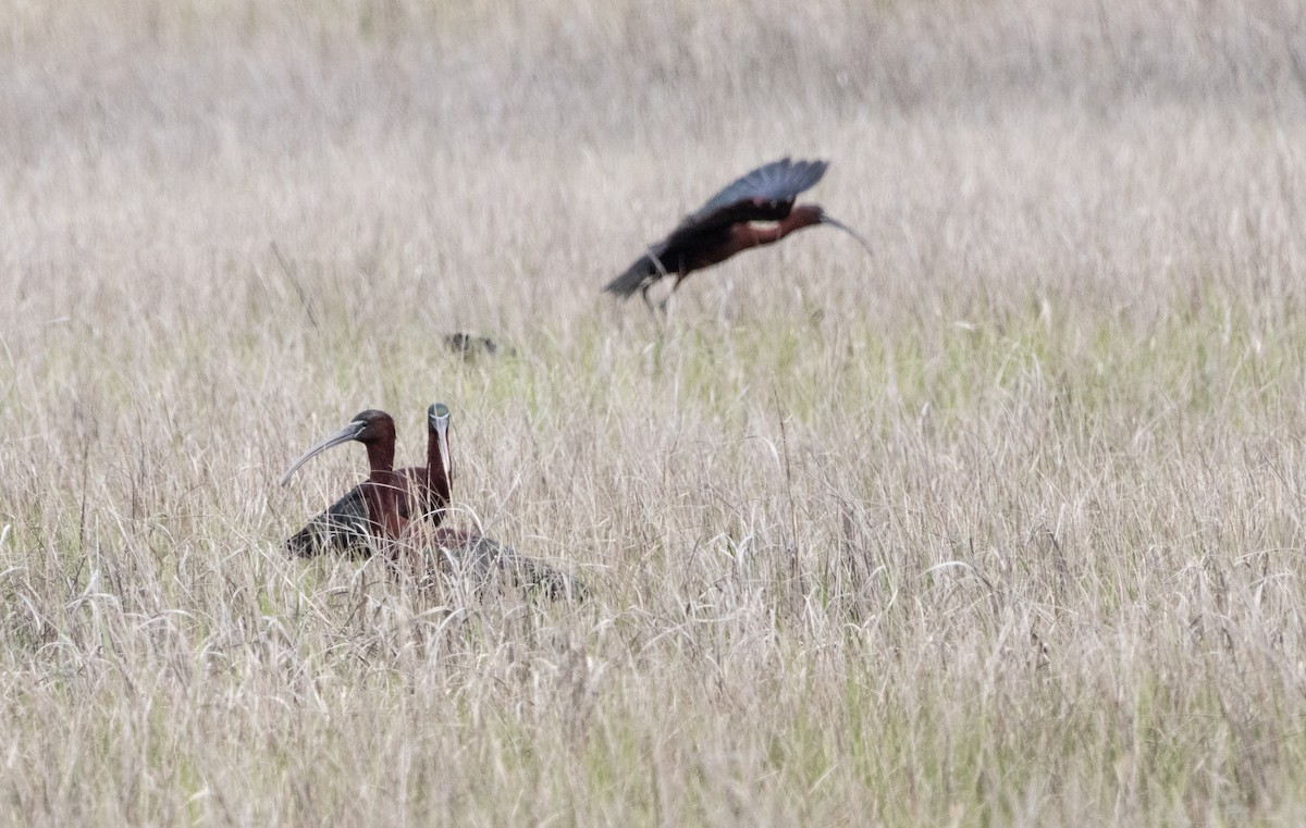 Glossy Ibis - ML617670991